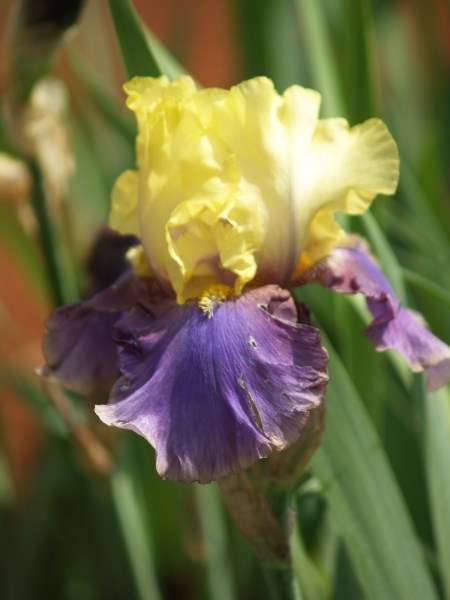 Iris Plants: Variety: JURASSIC PARK - Canary yellow with blended lavender to purple **EYECATCHING!**