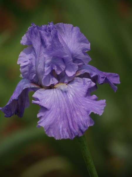 Iris Plants: Variety: REGENTS ROW - BIG, lilac blue flowers- **NEW on bob!!**