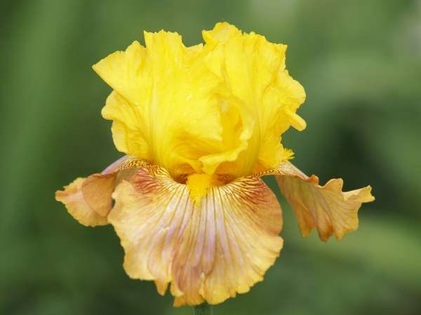 Iris Plants: CREME BRULEE (Golden yellow standards on copper coloured falls)
