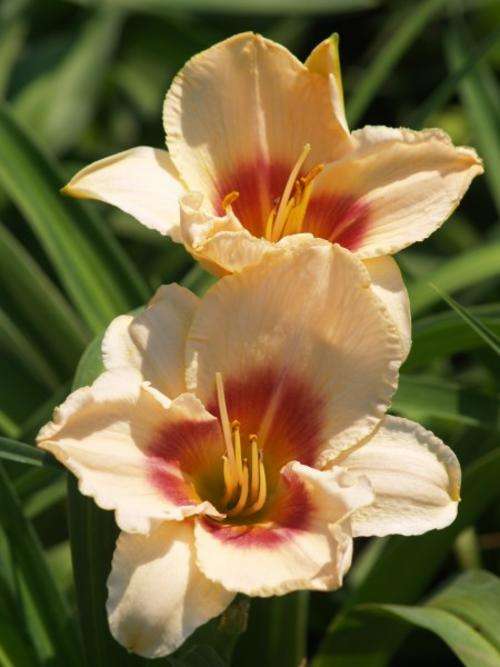 Daylily Plants:  MPL 54  - Soft cream with maroon coloured eyezone