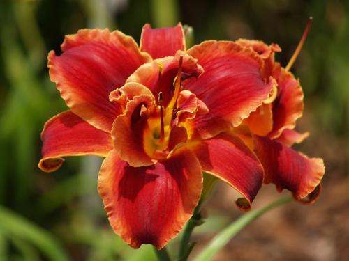Daylily Plants:  DOUBLE RED ROYAL -- Double layered glowing red petals  (LIMITED STOCK!)**