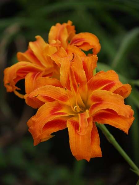 Daylily Plants: KWANZO - TRIPLE LAYERED, BIG bright orange with flames of red