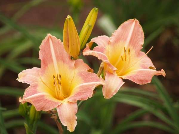 Daylily Plants: 'AISHA' - Soft peach with broad yellow throat - **REBLOOMING!**