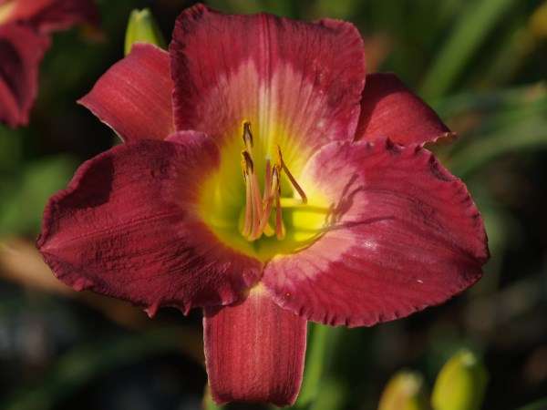 Daylily Plants: SEMIRAMIDE - Lovely grape coloured flowers with fading eyezone