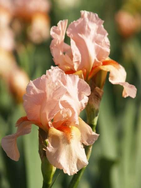 Iris Plants: CHINA MAID - soft peach coloured petals with orange beard