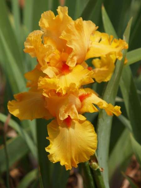 Iris Plants: ORANGE CELEBRITY - Brilliant orange with almost red beard - **STRIKING Colour!**