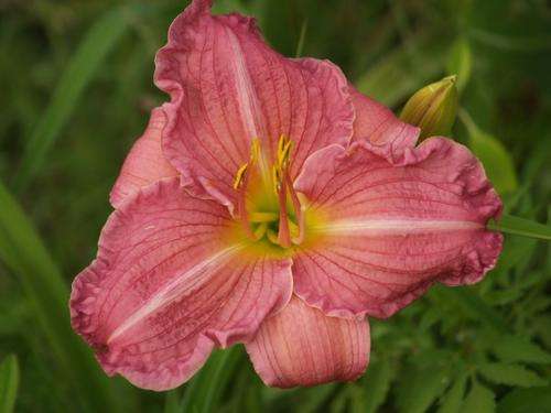 Daylily Plants: **NEW on bob!!**  Variety: MY CHILDREN - Lovely, crisp pink