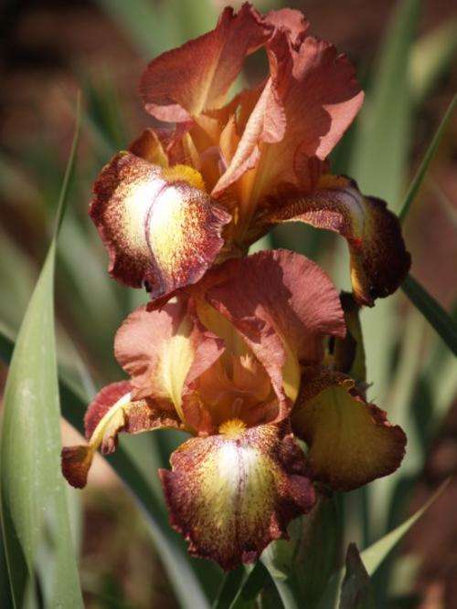 Iris Plants: SPRECKLES - Lovely combination of autumn colours!!