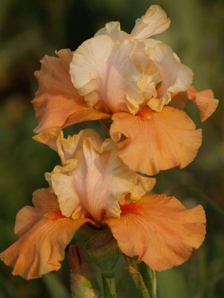 Iris Plants: FALL FIESTA - Pearly white standards on rich, burnt orange falls - BEAUT!!