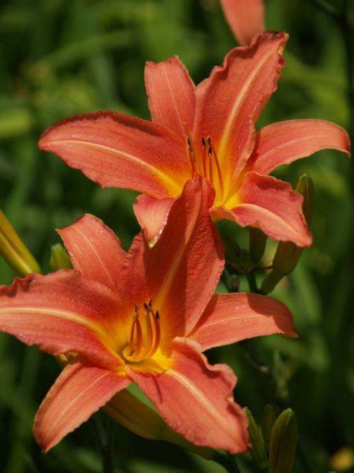 Daylily Plants: 'JEF' - Tall, dark peachy pink flowers  - **REBLOOMING!**
