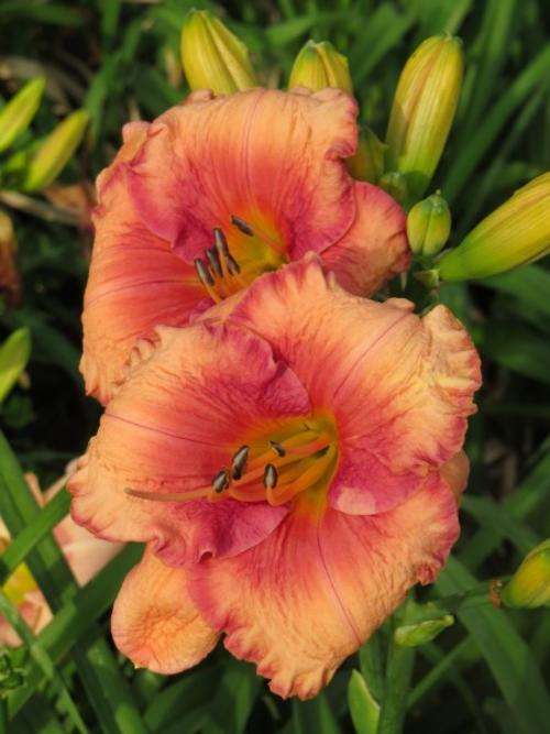 Daylily Plants:  'MPL 90' - HUGE, soft peach with rosy cheeks, broad, recurving petals