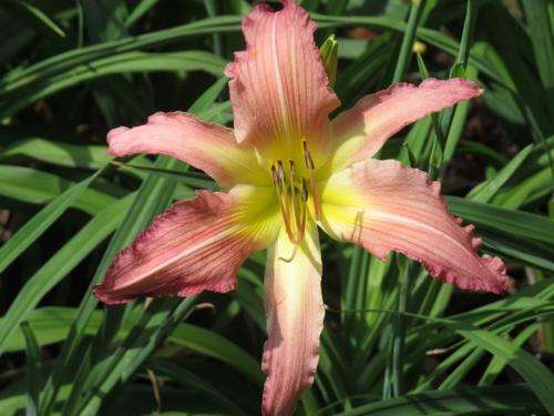 Daylily Plants: 'Spider' variety: WINDFRILLS - HUGE! For the Connoisseur!! LIMITED stock!!