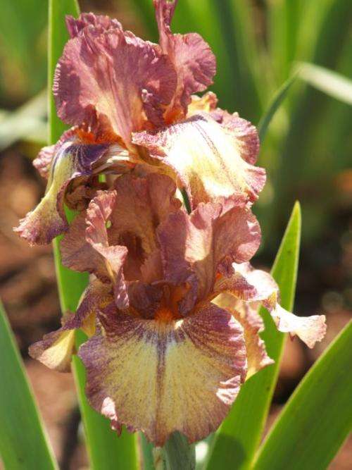 Iris Plants: 'MOUNTAIN MELODY' -  Lovely grouping of warm autumn colours