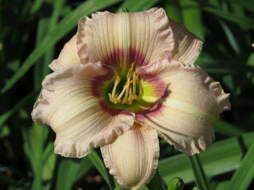 Daylily Plants: 'MPL 81' - Recurving pale pink flowers with grape coloured eyezone **LIMITED!**