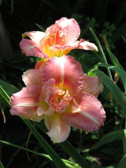 Daylily Plants: KARLA ROSE - Double layered brilliant pink flowers **VERY LIMITED!**