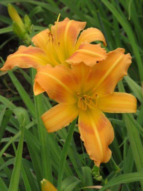 Daylily Plants: Variety: 'BRIDAL CORSAGE' - Soft custard with caramel eyezone - **PROLIFIC!**