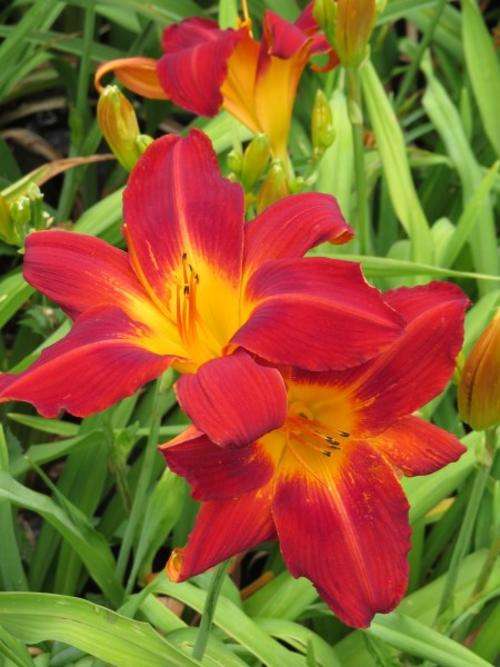 Daylily Plants: VAGABOND KING - Glorious BIG flame red flowers! **LOW MAINTENANCE DAYLILIES!!**