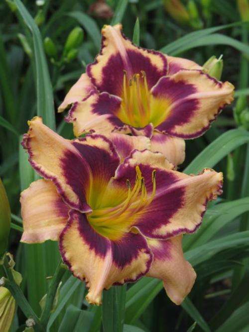 Daylily Plants: Variety: 'MPL 85 - WHISTLER' - Soft pink, grape coloured edge & eyezone **LIMITED!**