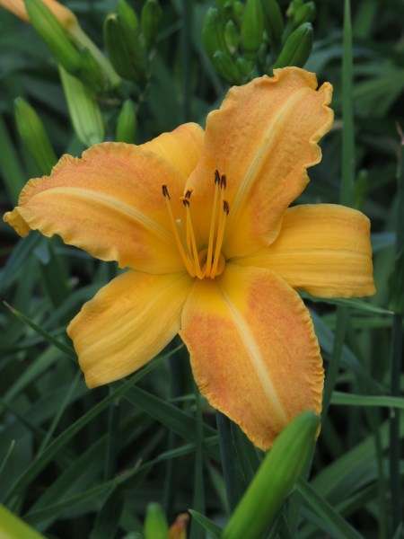 Daylily Plants: SOLID GOLD - Copper tanned flowers! **Plan your SUMMER Garden 2014 NOW!!**
