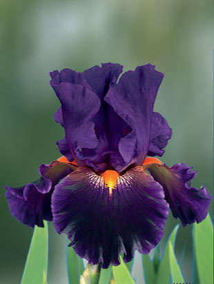 Iris Plants: **PLAN your Spring Garden NOW** - 'WITCH'S WAND' aka 'WHICH WAY' Ruffled, 2 Tone Purple