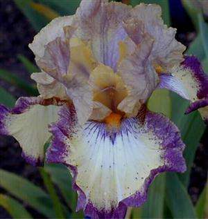 Iris Plants: Variety: OMINOUS STRANGER -  Slight fragrance, vigorous grower!!