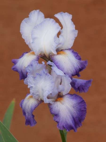Iris Plants: Variety: VELVET MORNING - Shades of lavender to red-violet with tangerine beard