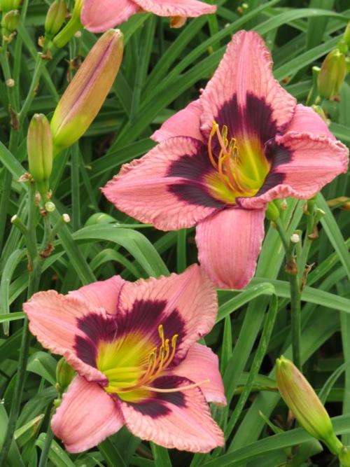 Daylily Plants: Variety: 'MPL 47' - **BIG & BOLD!** - Soft pink, deep maroon eyezone **PROLIFIC!**