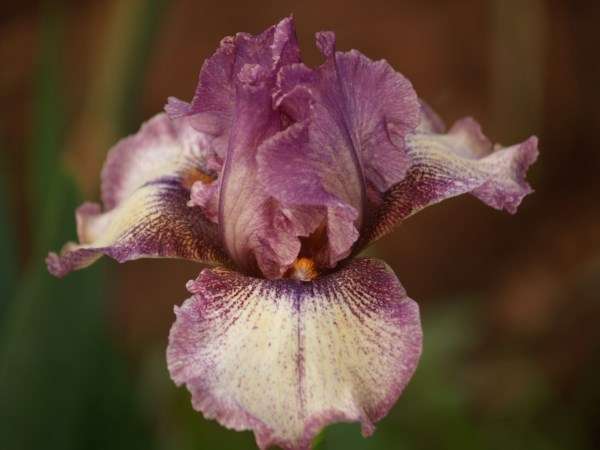 IRIS PLANTS - Variety: 'QUEEN IN CALICO' - Ruffled and laced violet plicata