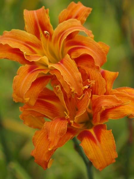Daylily Plants: KWANZO - TRIPLE LAYERED, BIG bright orange, double layered