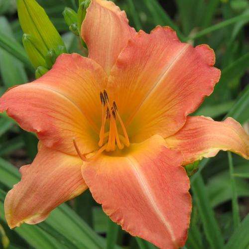 Daylily Plants: 'CHINESE PAVILLION' Soft peach - GOOD SUBSTANCE & BUDCOUNT!