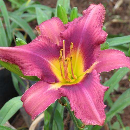 Daylily Plants: 'RUSSIAN RHAPSODY' -Soft purple with prominent eye zone -HUGE flowers! *NEW on bob!*