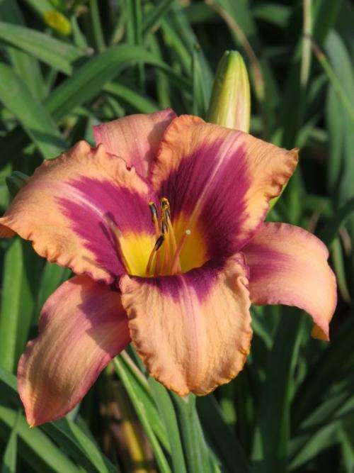 Daylily Plants: Variety: 'MASK BALL' - **BIG** - Soft pink, maroon eyezone **LIMITED!**