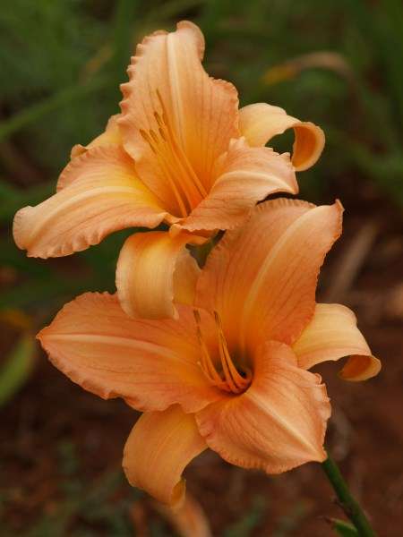 Daylily Plants: 'DAYDREAMER' Soft peach coloured flowers