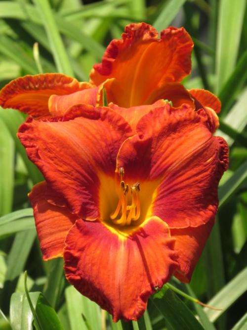 Daylily Plants: MPL MAGMA- Glorious, BIG, Flaming Red Lilies! EYECATCHING!
