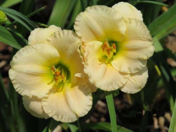 Daylily Plants : LITTLE FAT CAT - Medium sized flower - low growing. STRONG REBLOOMER!