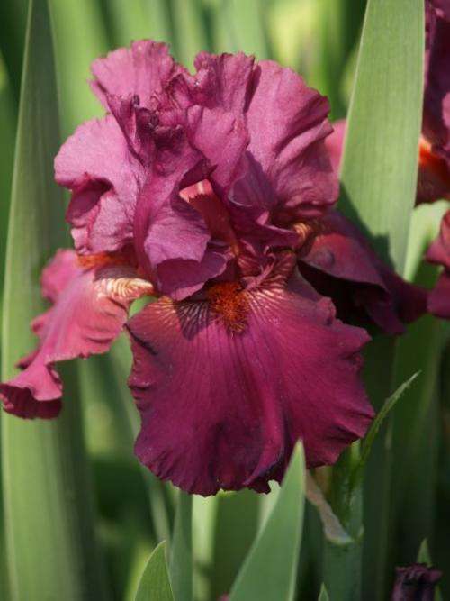 Iris Plants: PURPLE RAIN - Ruffled, rich mulberry with striking, contrasting tangerine beard