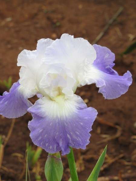 Iris Plants: Variety: 'CLARENCE' Stunning light blue bi-tone - **REBLOOMING!**
