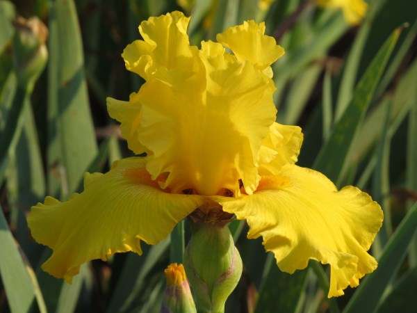 Iris Plants: 'PURE AS GOLD' - Ruffled, deep golden yellow - *Reliable REBLOOMER in AUTUMN!*