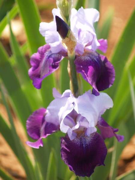 Iris Plants: 'MYSTIQUE' -Blue-purple bi tone - Early to late season bloomer!