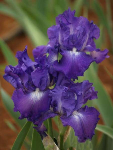 Iris Plants: **NEW RELEASE!!** - 'SPEED LIMIT' - Ruffled, flared hyacinth blue flowers