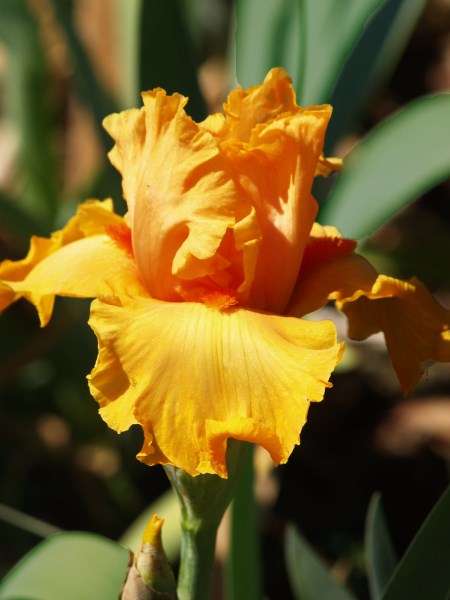 Iris Plants:  ORANGE EMPIRE - Ruffled, brilliant orange with saturn red beard