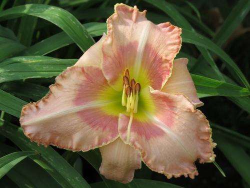 Daylily Plants: 'MPL 82'  -  Sorbet pink, ruffled golden filigree edge - GOOD SUBSTANCE!!