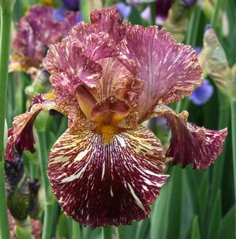 Iris Plants: Variety: BEWILDERBEEST - Streaked light mauve & silver white - *NEW on bob!*