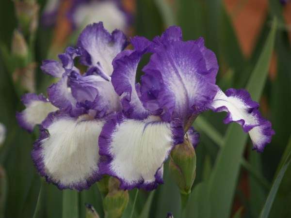 Iris Plants: 'LOOP the LOOP' - For the Connoisseur! Exquisite & supremely stylish!! *NEW!*