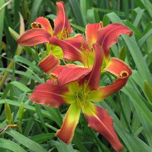 Daylily Plants:  Variety:  'LONG STOCKING'  - Eyecatching! 'Spider' variety - HUGE flowers!!