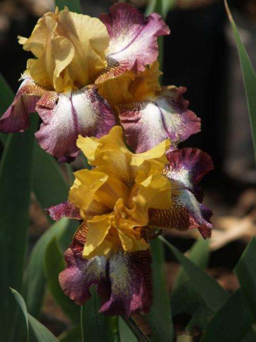 Iris Plants: Variety: 'CARNIVAL MAGIC' - Deep butterscotch gold on dark wine plicata. *EYECATCHING!*