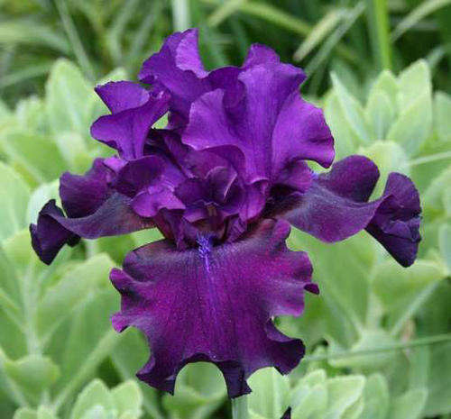Iris Plants: 'DIABOLIQUE' -  Heavily ruffled claret purple self - FRAGRANT! (LIMITED availability)