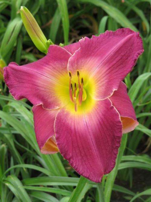 Daylily Plants: 'TANG DYNASTY' - Soft shades of lavender with lime green throat - *BIG flowers!*