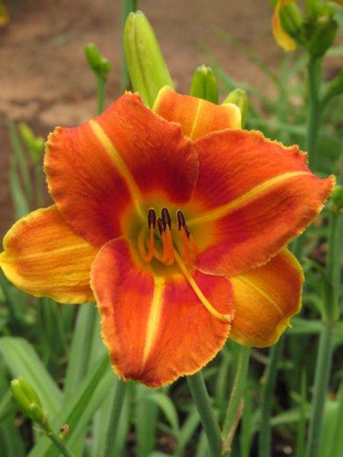 Daylily Plants:  'FOLKLORICO' - Warm, burnt amber colours