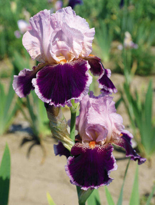 Iris Plants: 'ARMAGEDDON' - Vivid blend of clover and amaranth pink to deep red maroon